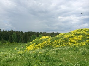 Slalombacken i Hemlingby i sommarskrud.